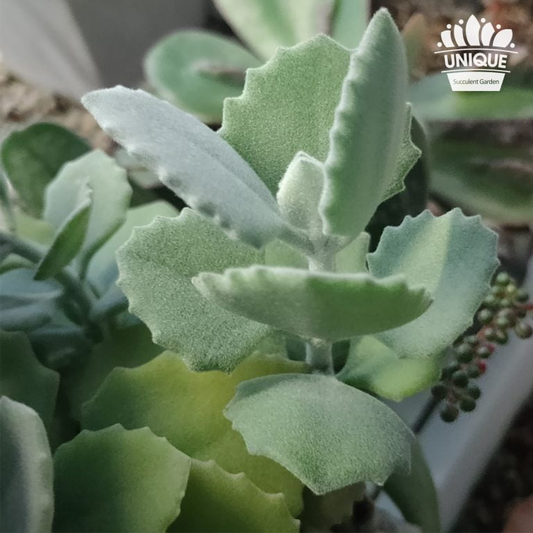 多肉仙人交易所