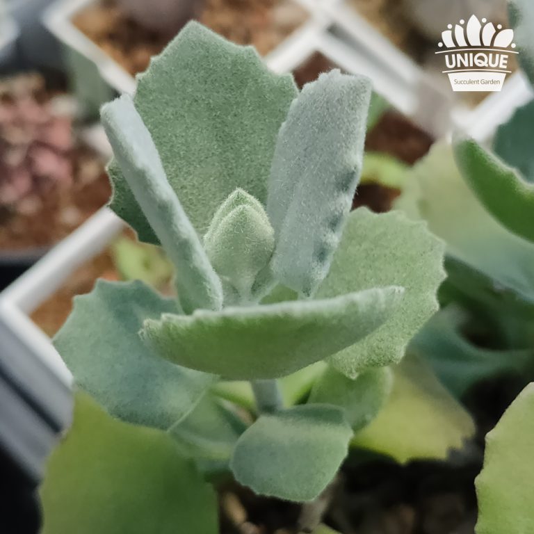 多肉仙人交易所