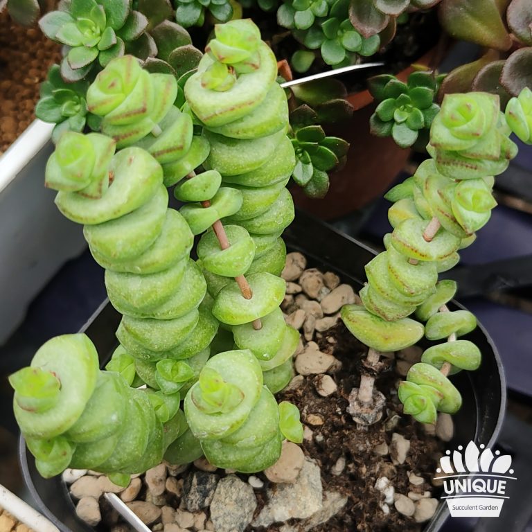 多肉仙人交易所