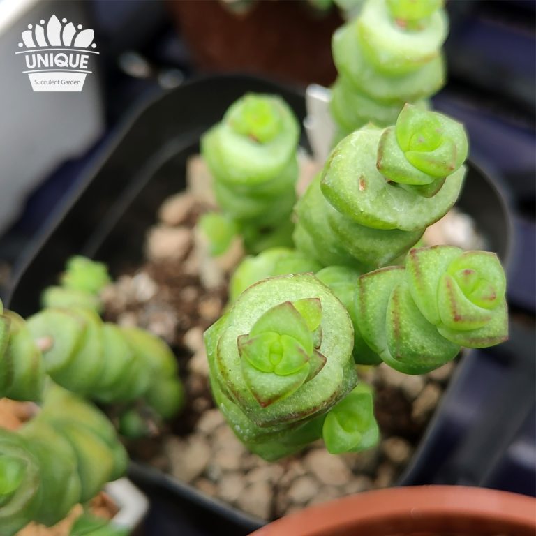 多肉仙人交易所