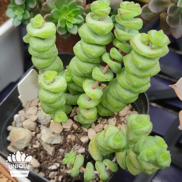 多肉仙人交易所