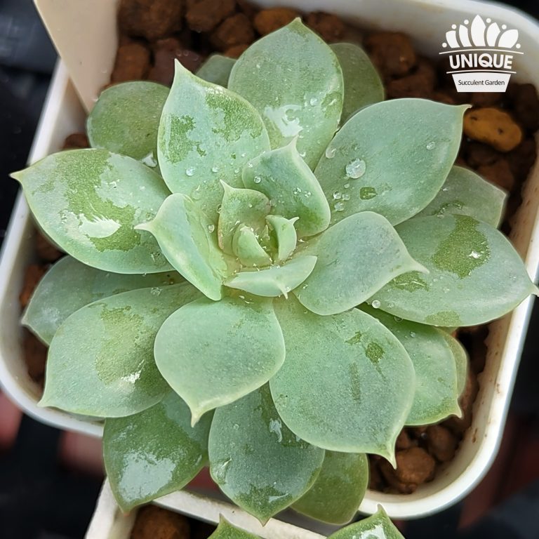 多肉仙人交易所