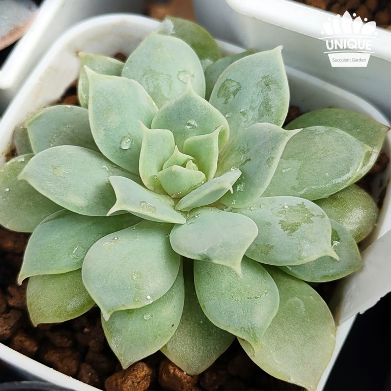 多肉仙人交易所