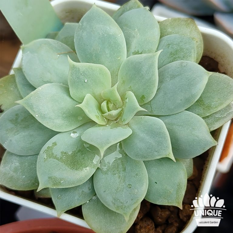 多肉仙人交易所