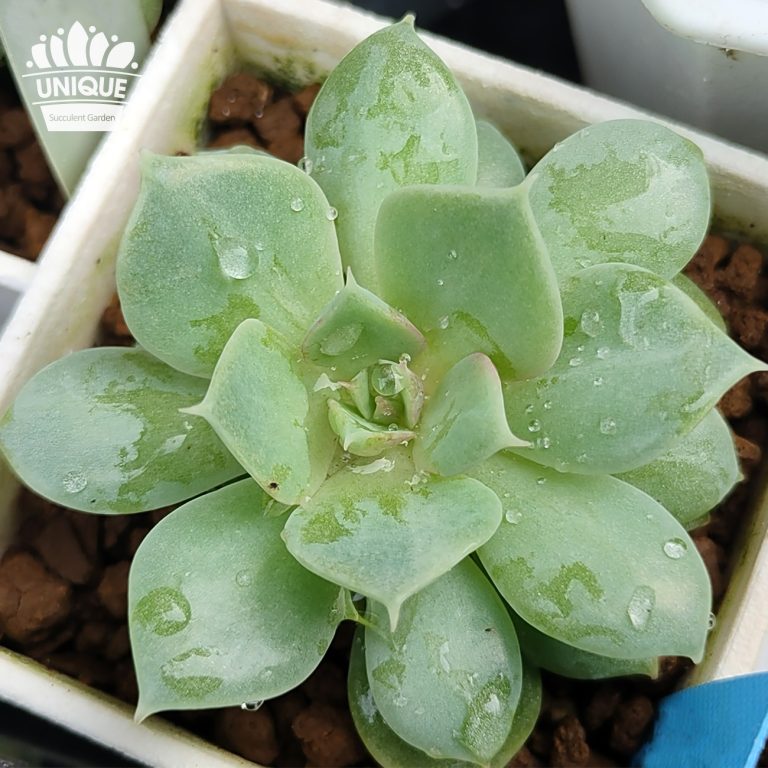 多肉仙人交易所