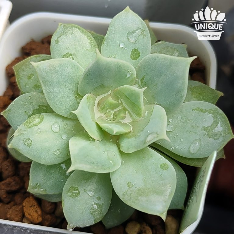 多肉仙人交易所