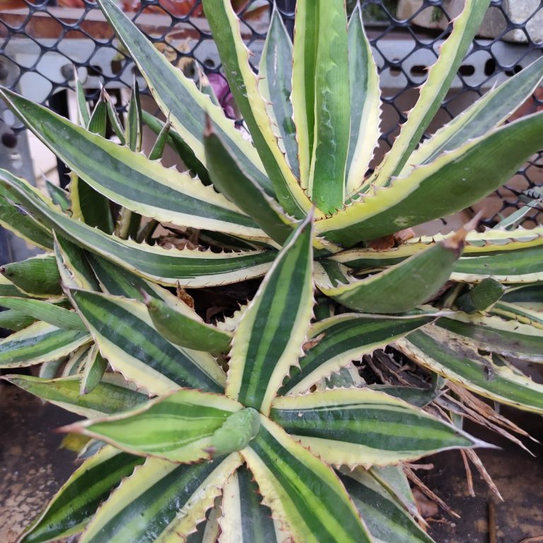 多肉仙人交易所