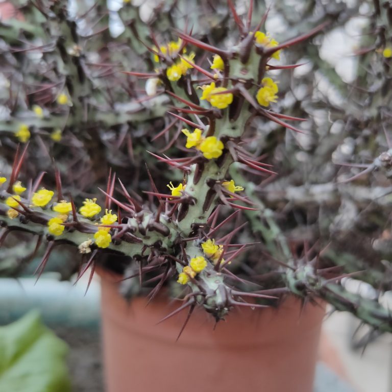 多肉仙人交易所