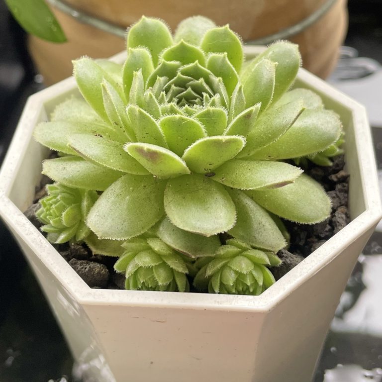 多肉仙人交易所