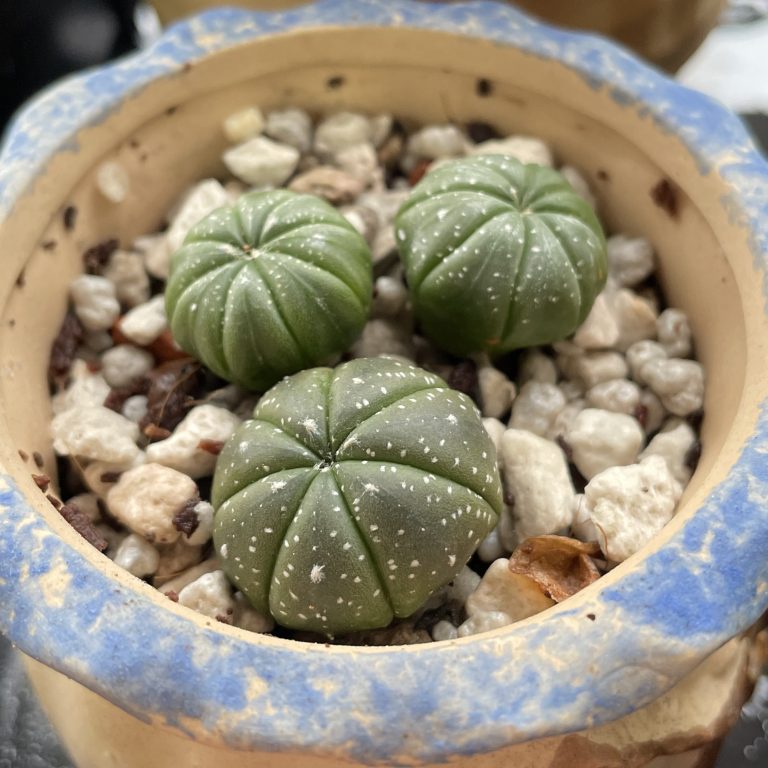 多肉仙人交易所