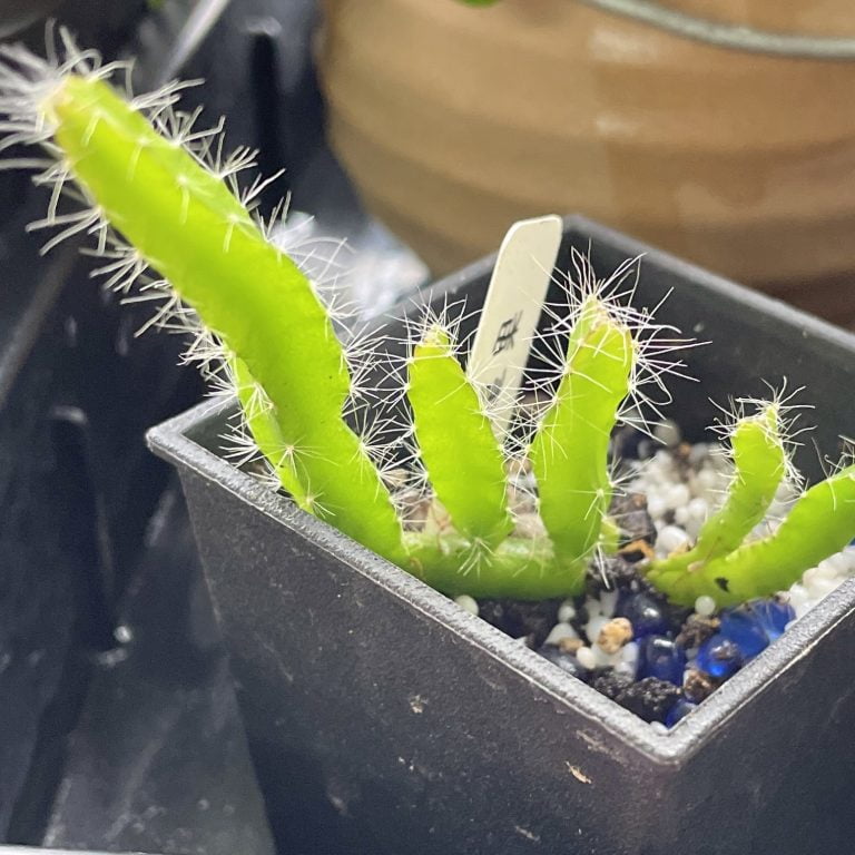 多肉仙人交易所