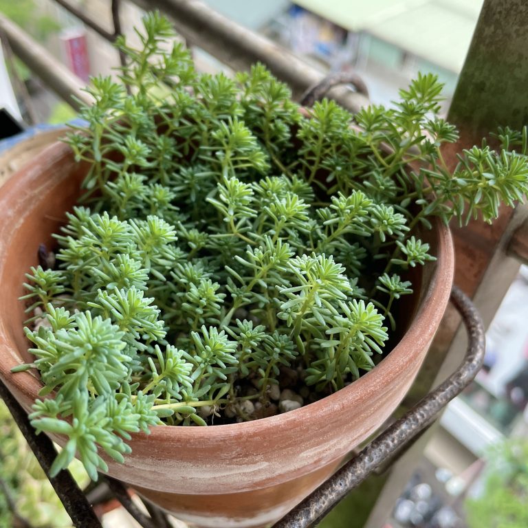 多肉仙人交易所