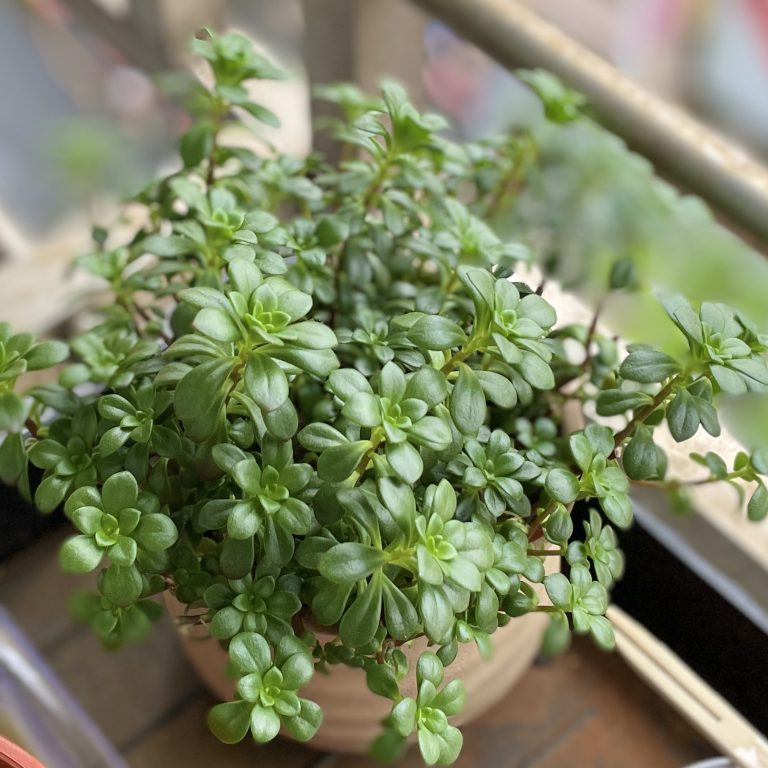 多肉仙人交易所