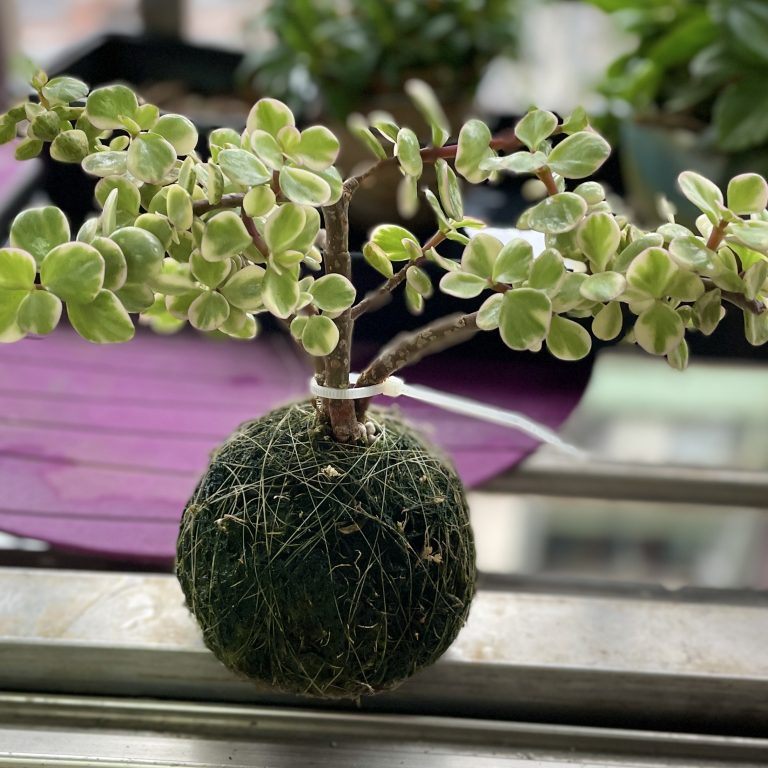 多肉仙人交易所