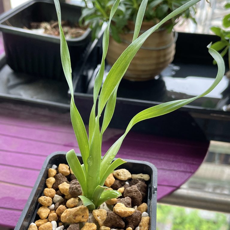 多肉仙人交易所