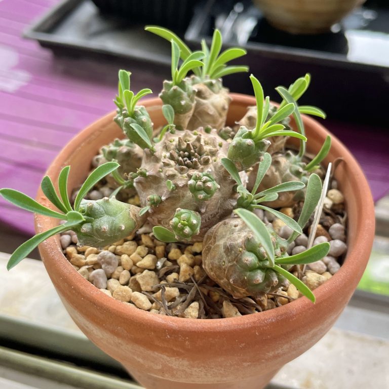 多肉仙人交易所