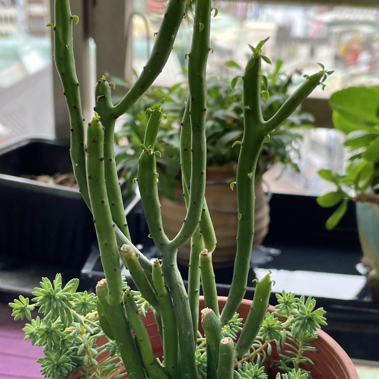 多肉仙人交易所