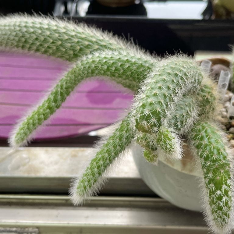 多肉仙人交易所