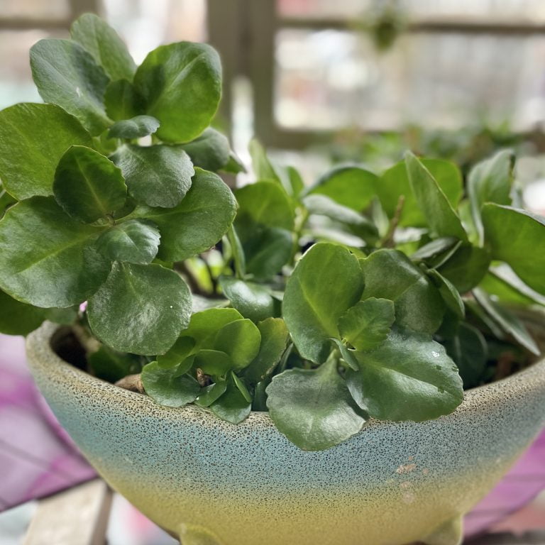 多肉仙人交易所