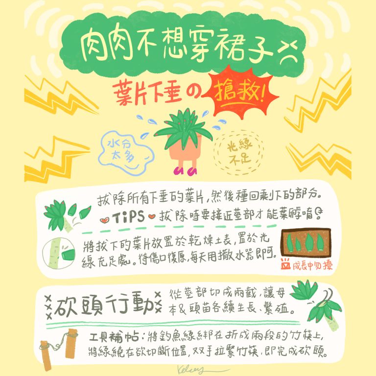 多肉仙人交易所