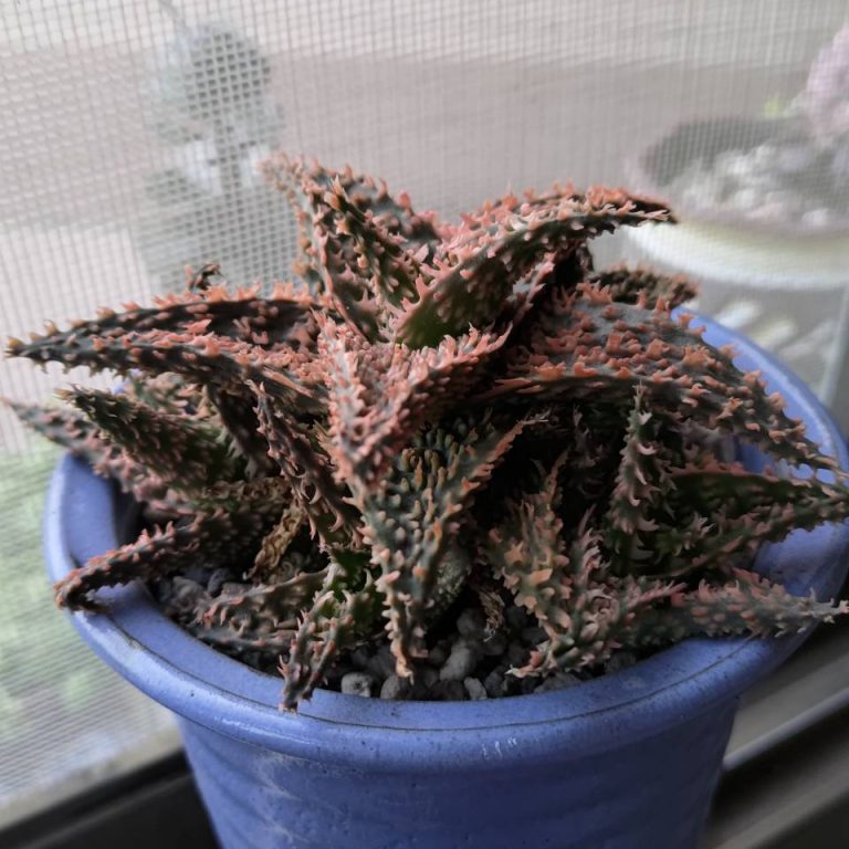 多肉仙人交易所