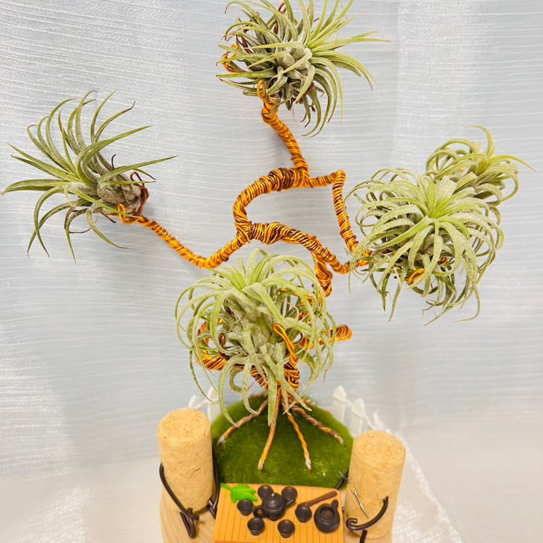 多肉仙人交易所