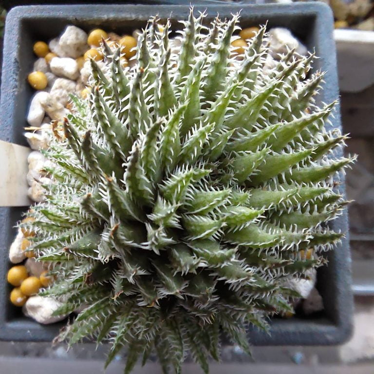 多肉仙人交易所