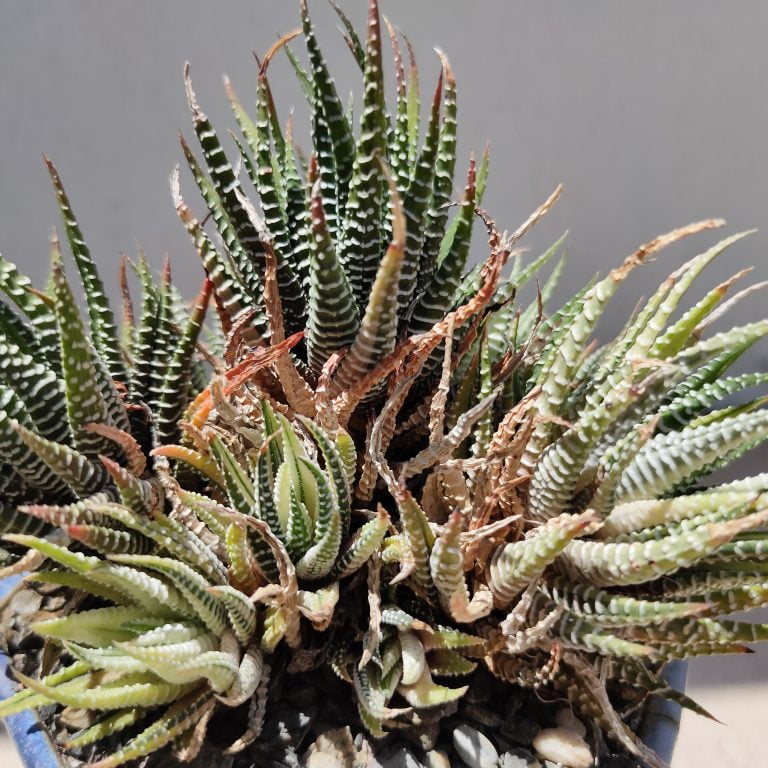 多肉仙人交易所