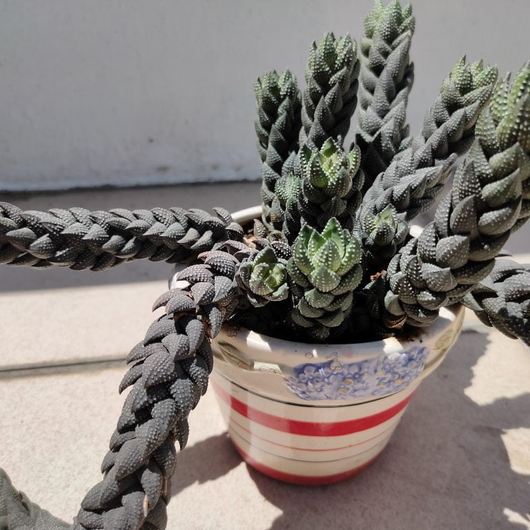 多肉仙人交易所