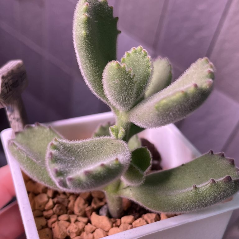 多肉仙人交易所