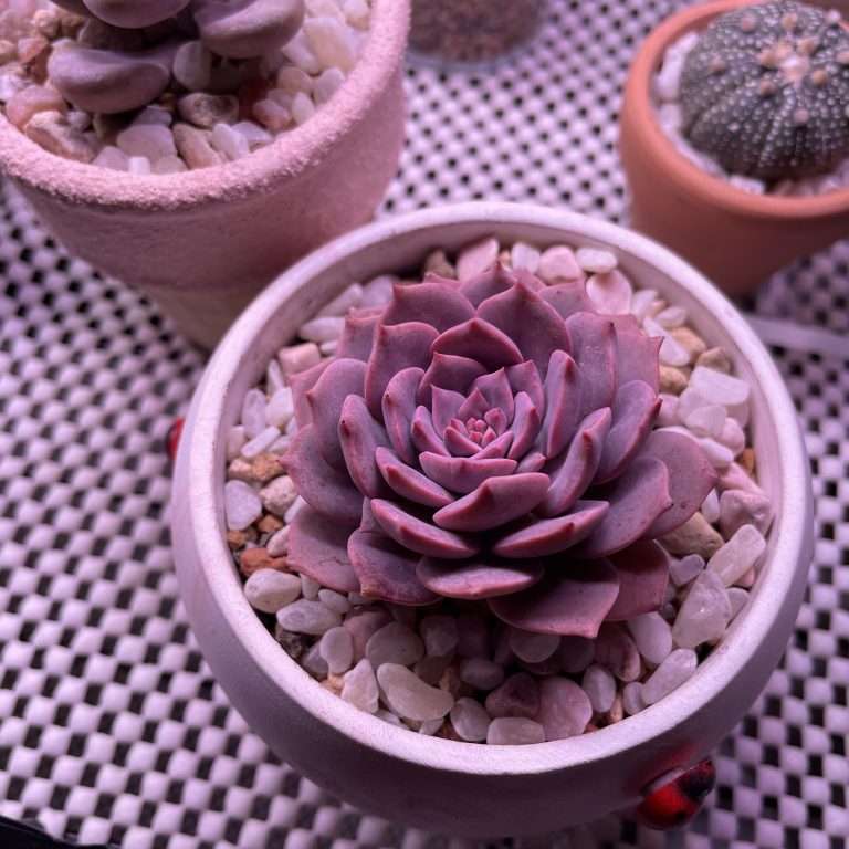 多肉仙人交易所