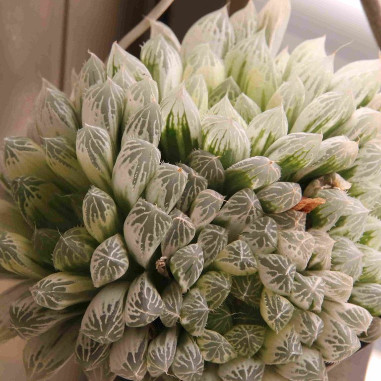 多肉仙人交易所