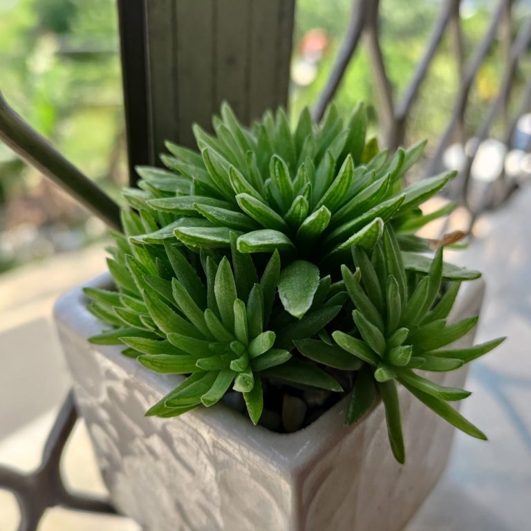 多肉仙人交易所