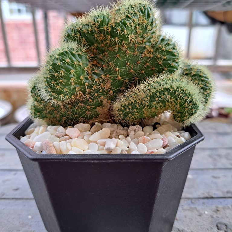 多肉仙人交易所