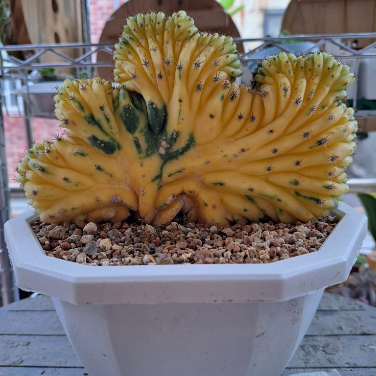 多肉仙人交易所