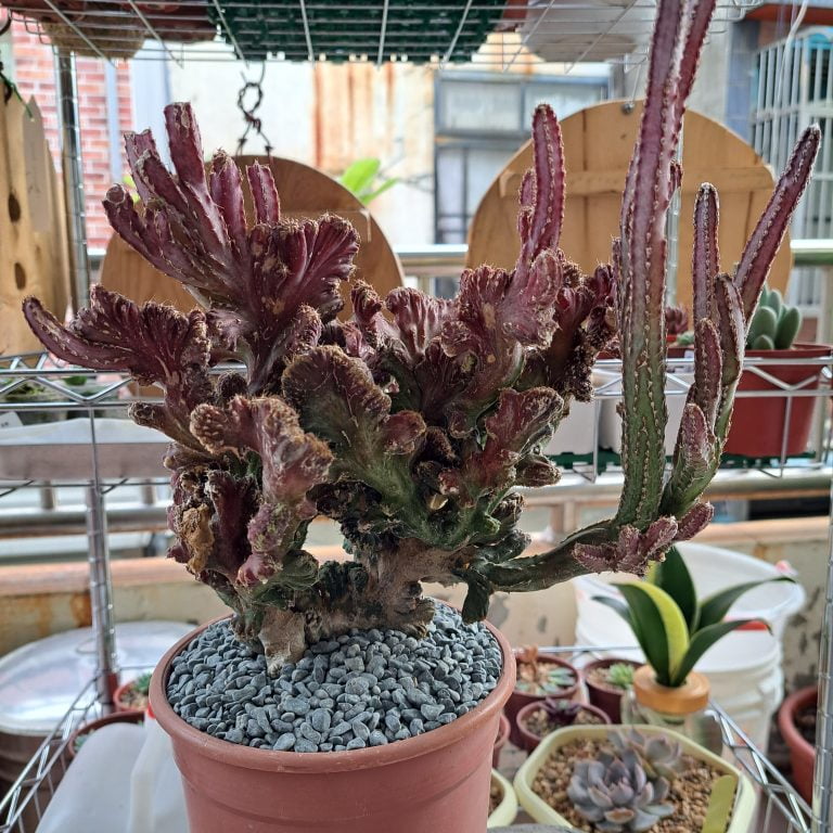 多肉仙人交易所