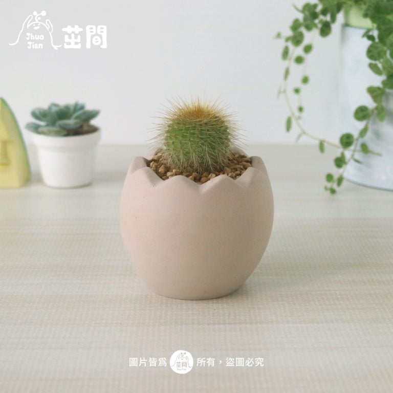 多肉仙人交易所