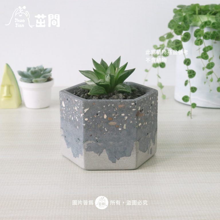 多肉仙人交易所