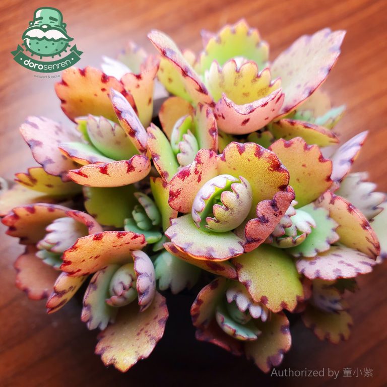 多肉仙人交易所