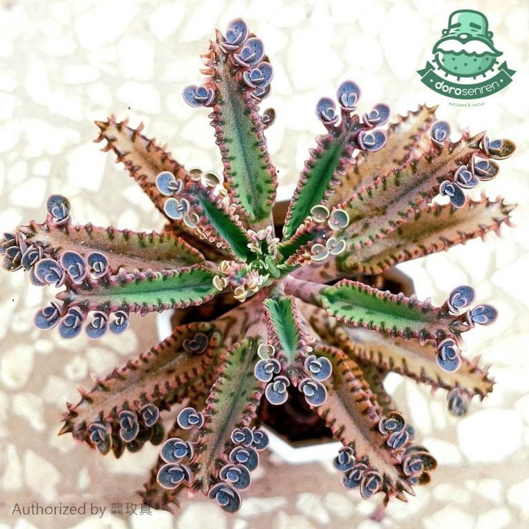 多肉仙人交易所