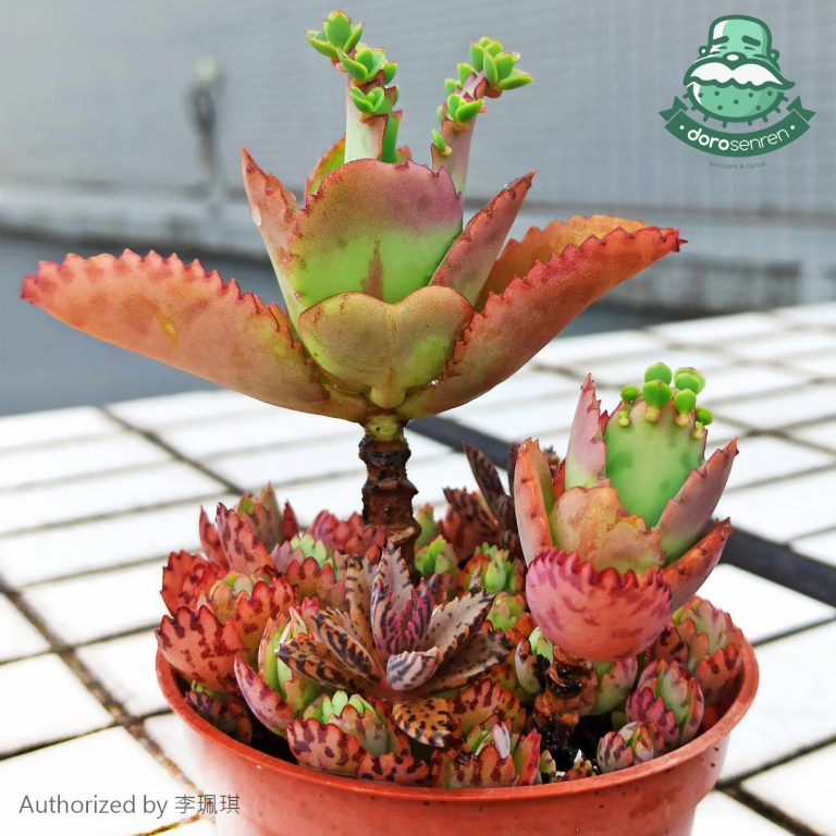 多肉仙人交易所