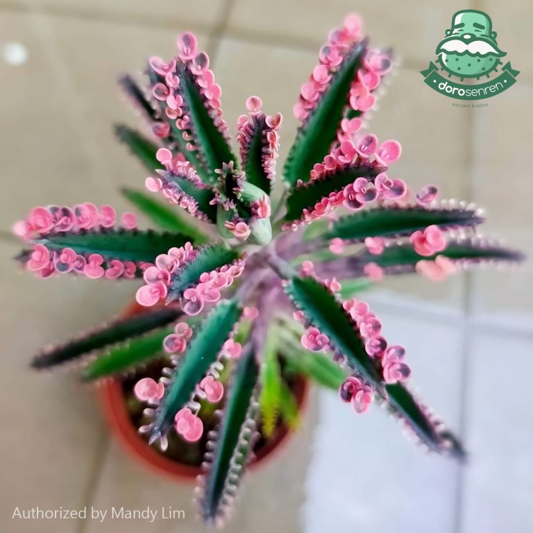 多肉仙人交易所