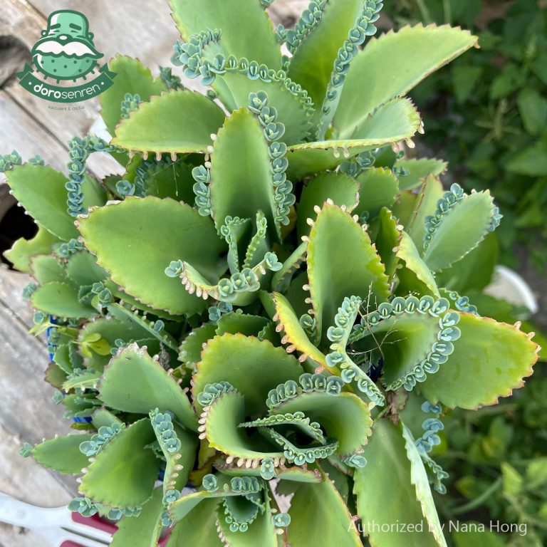 多肉仙人交易所