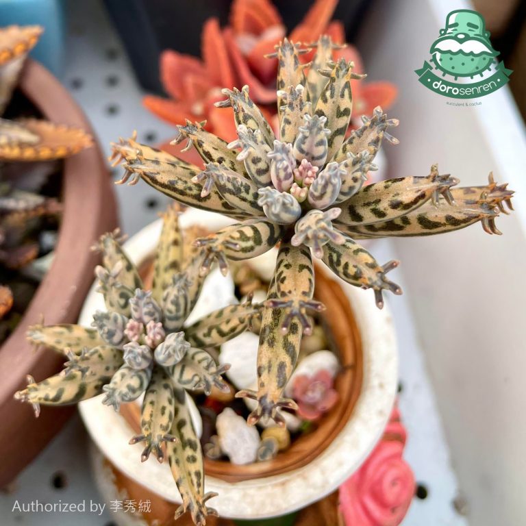 多肉仙人交易所