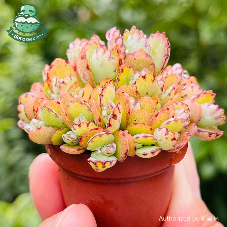 多肉仙人交易所