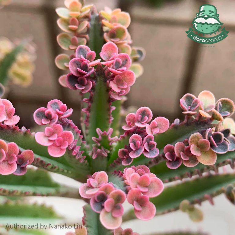 多肉仙人交易所