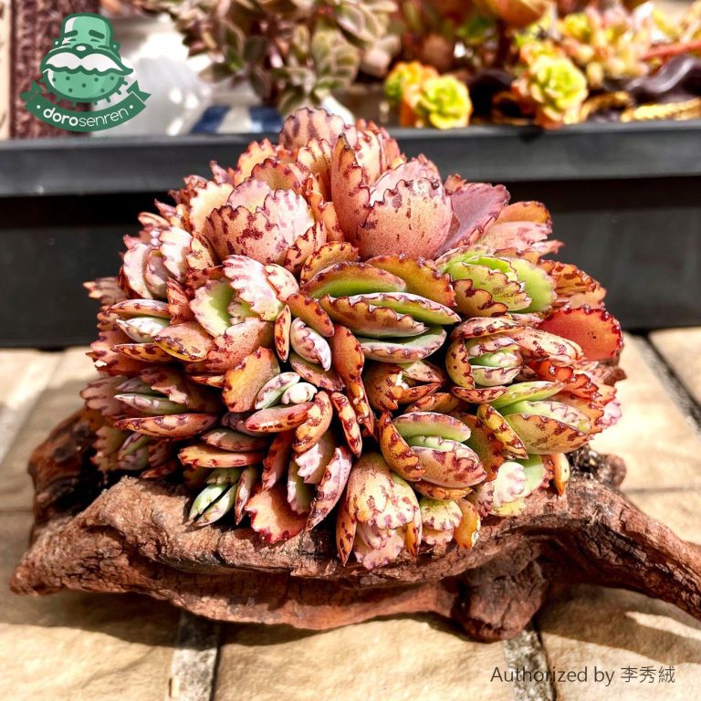 多肉仙人交易所