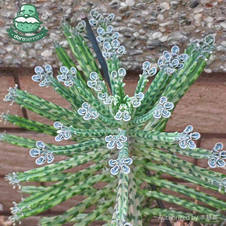 多肉仙人交易所