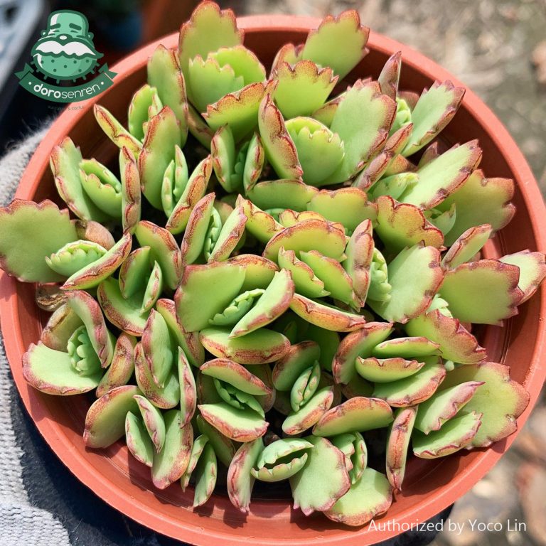 多肉仙人交易所