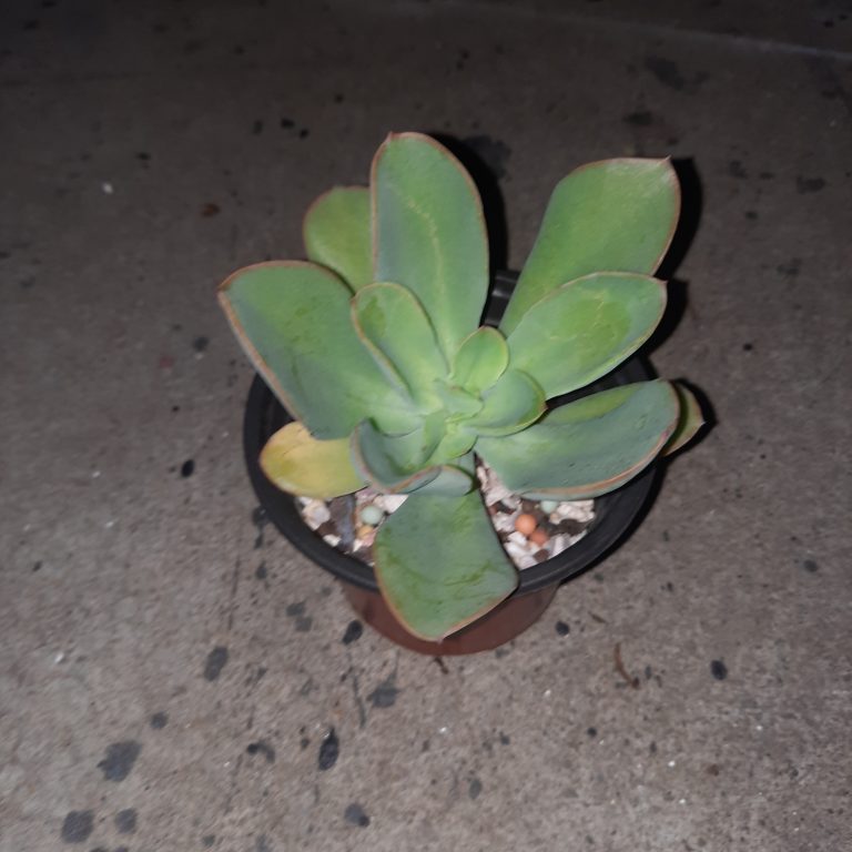 多肉仙人交易所